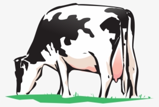 Cow 2146011