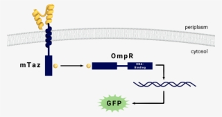 Mtaz Pathway In E