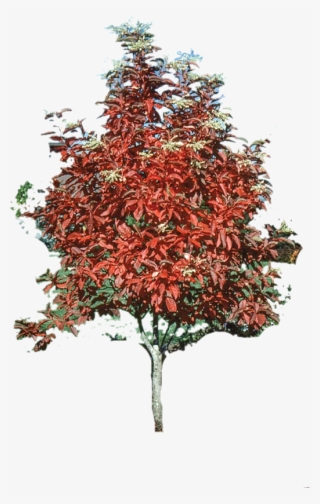 Sourwood 154339 Cutout