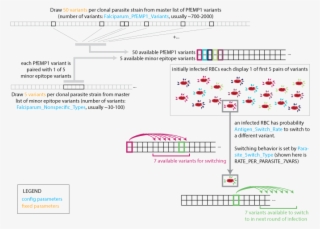 Images/malaria Infection Parasite Strain Switching