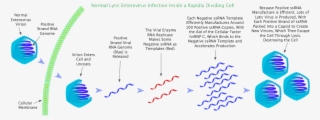 Lytic Enterovirus Infection In A Rapidly Dividing Cell