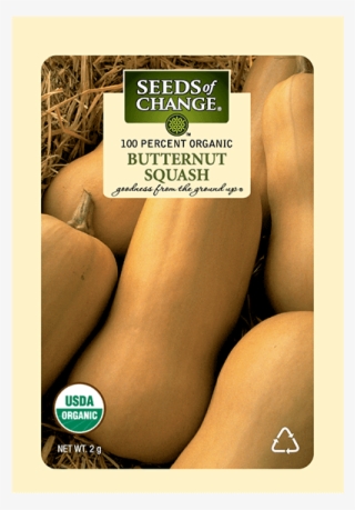 Organic Butternut Winter Squash Seeds