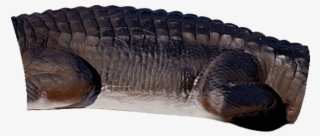 Alligator Mid
