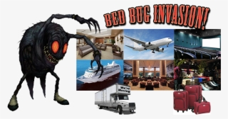 How To Remove Bed Bugs San Diego