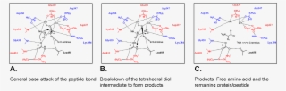 Hypothesized Mechanisms Of Bovine Lens Lap And Pepa