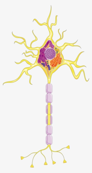 Neuron
