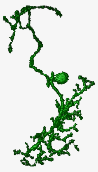 Neuron Png
