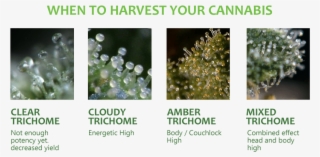 When To Harvest Your Cannabis Plants