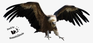 The Vulture Png