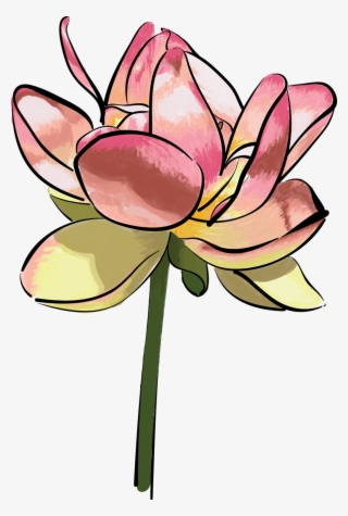 Lilly1