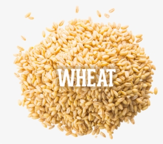 Wheat 04 Oct 2016