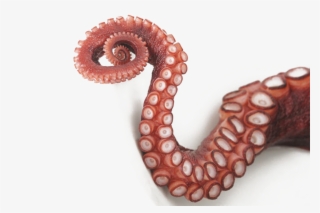Octopus Png Image Transparent