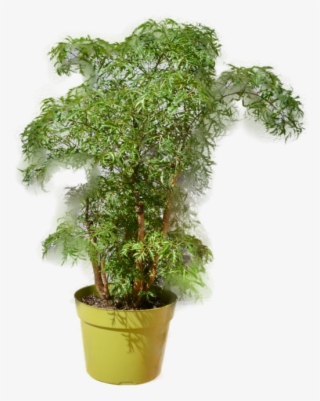 Aralia Ming Stump Plant