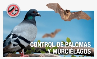 Control De Palomas Y Murciélagos