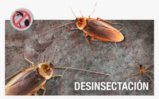 Porque Es Tu Casa Y No La De Ellos