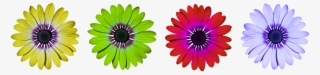 Flower, Flowers, Daisy, Summer