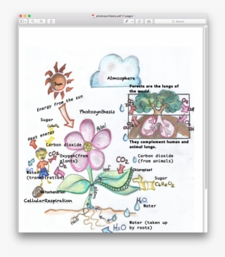 Photosynthesis And Cellular Respiration