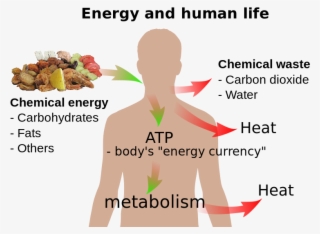Difference Between Photosynthesis And Cellular Respiration