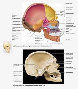 Part 1 The Axial Skeleton