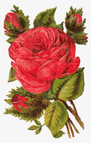 It's Such A Delight Bringing This Pretty Rose Illustration