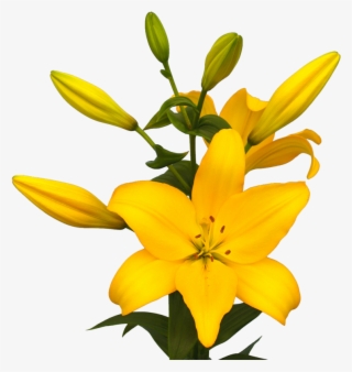 Lily La Hybrid Beau Soleil