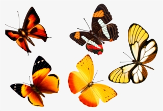 Beautiful Butterfly Transparent