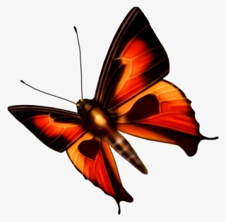 Hd Beautiful Colorful Butterfly Png