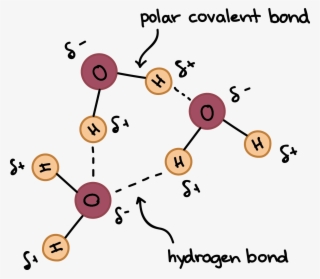 Water Molecules Forming Hydrogen Bonds With One Another