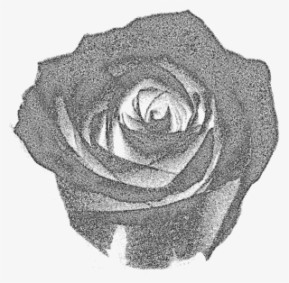 This Free Icons Png Design Of Rose Tone 1