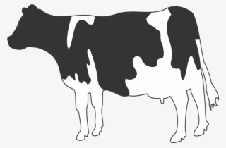 Imágenes De Vacas
