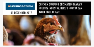 Chicken Dumping Decimated Ghana's Poultry Industry,