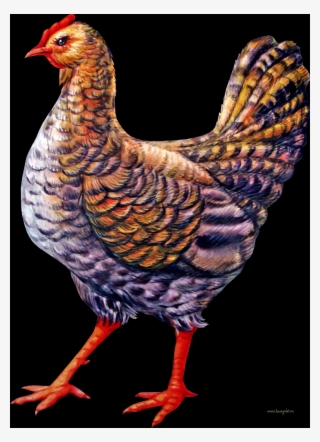 Free Chicken Png Images