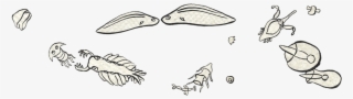 Evo Boek » 550 Million Years Of Human Evolution