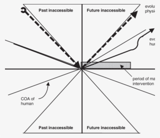 The F Human Is Slowed, So That The Rate Of Evolution