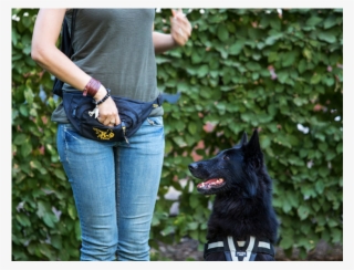 Dog Walking Bum Bag