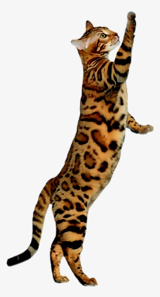 Cat Bengal Cats Meow Kitty Pet Pets Animal Animals