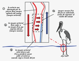Diagrama Del Arreglo De Vasos Sanguíneos En La Pata
