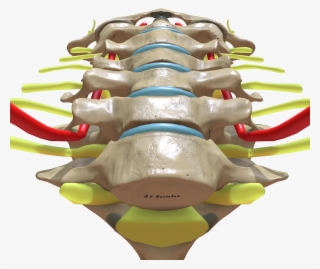 Cervical Spine Bottom View