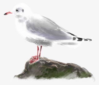 Gaviota Reidora