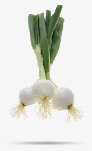Cebolla Png