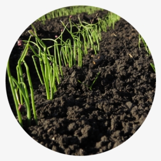 Establecimiento Del Cultivo