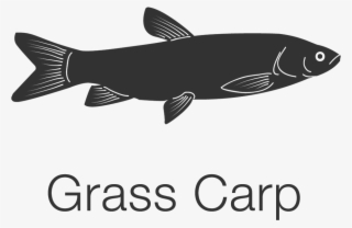 Carp Png
