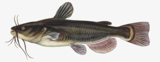 Catfish Ictalurus Punctatus