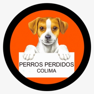 En Este Sitio Web Te Ayudaremos A Localizar A Tu Pequeño