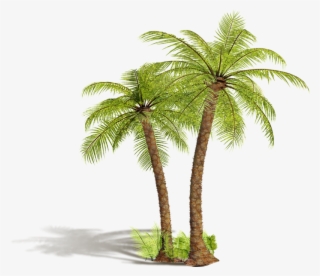 Arbre Png