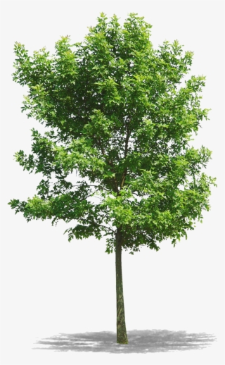 Png Arbres