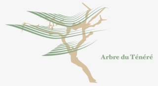 Arbre Du Tenere