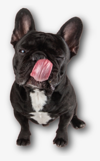 Golocan Snacks Para Perros Y Gatos