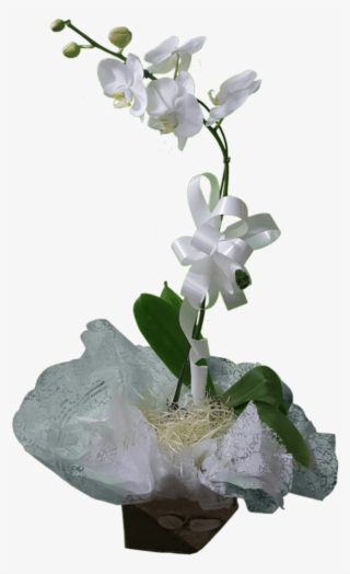 Orquidea