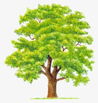 Tube Arbre Png